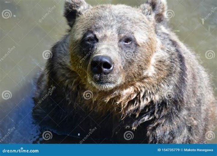 Discover "Pond Bear" Swilley's Net Worth Revealed