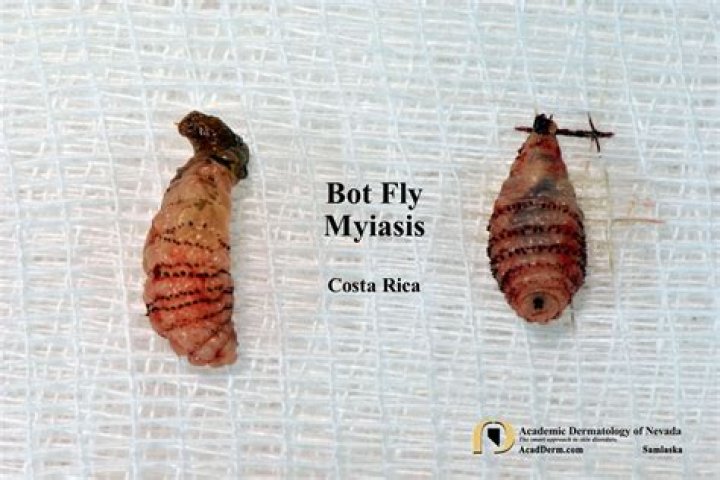 Unveiling The Secrets Of Bot Fly Colorado: Discoveries And Insights